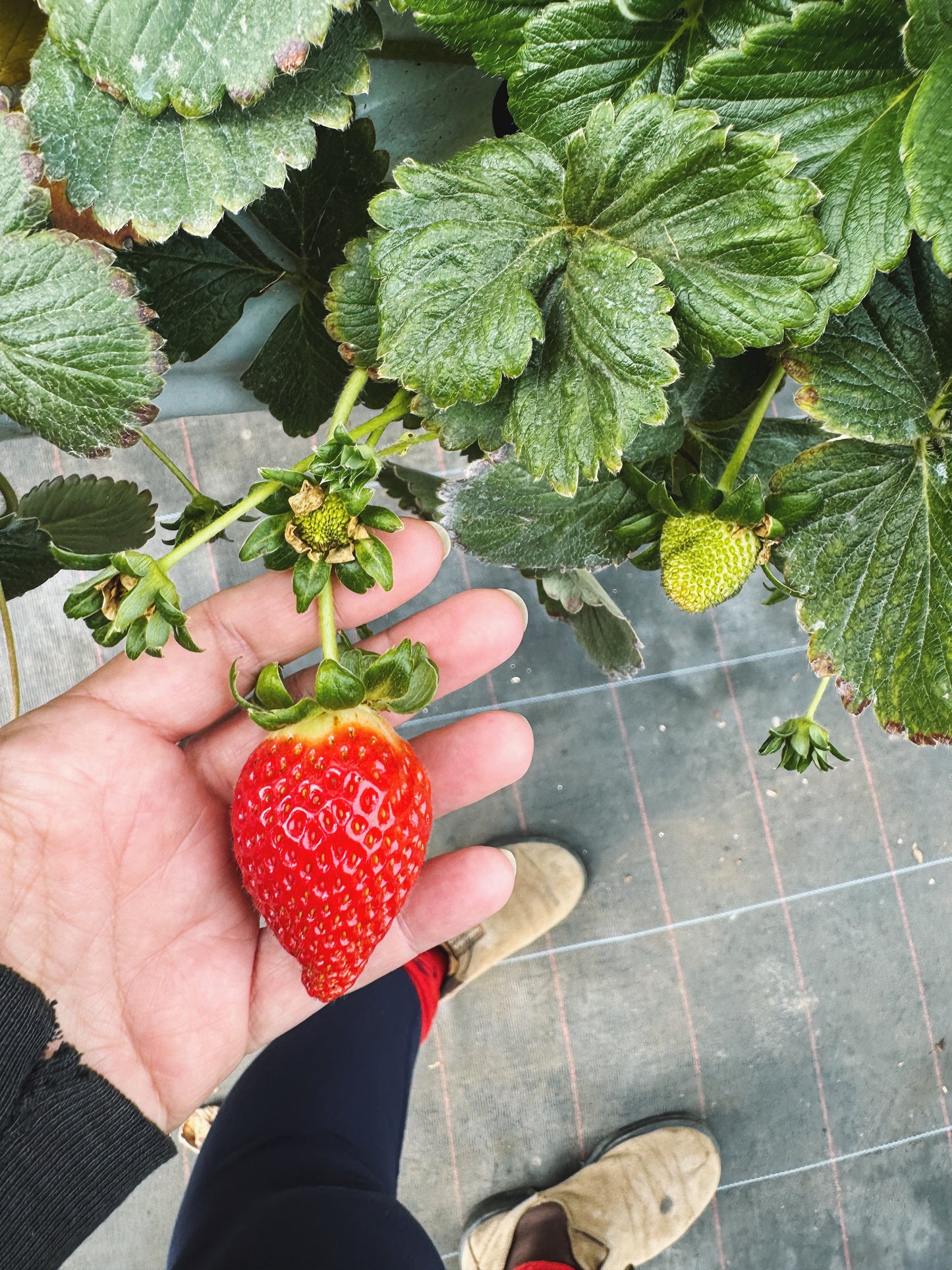 Strawberry Sunrise