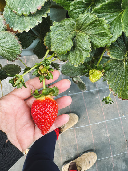 Strawberry Sunrise