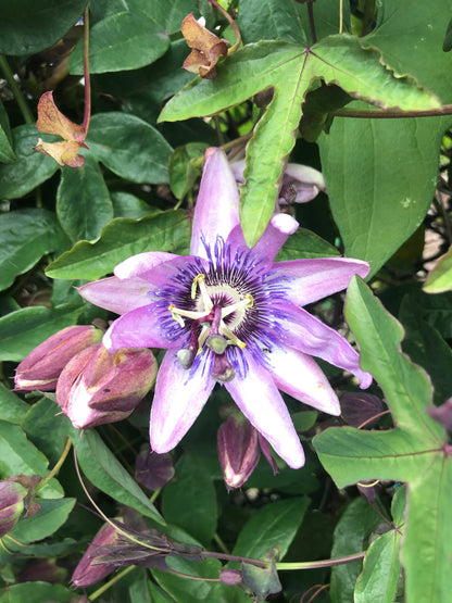 Passionfruit Paradise